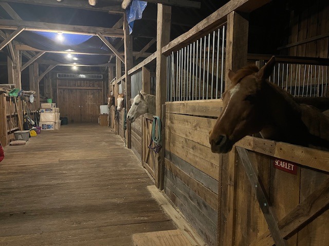 Horses in the Barn