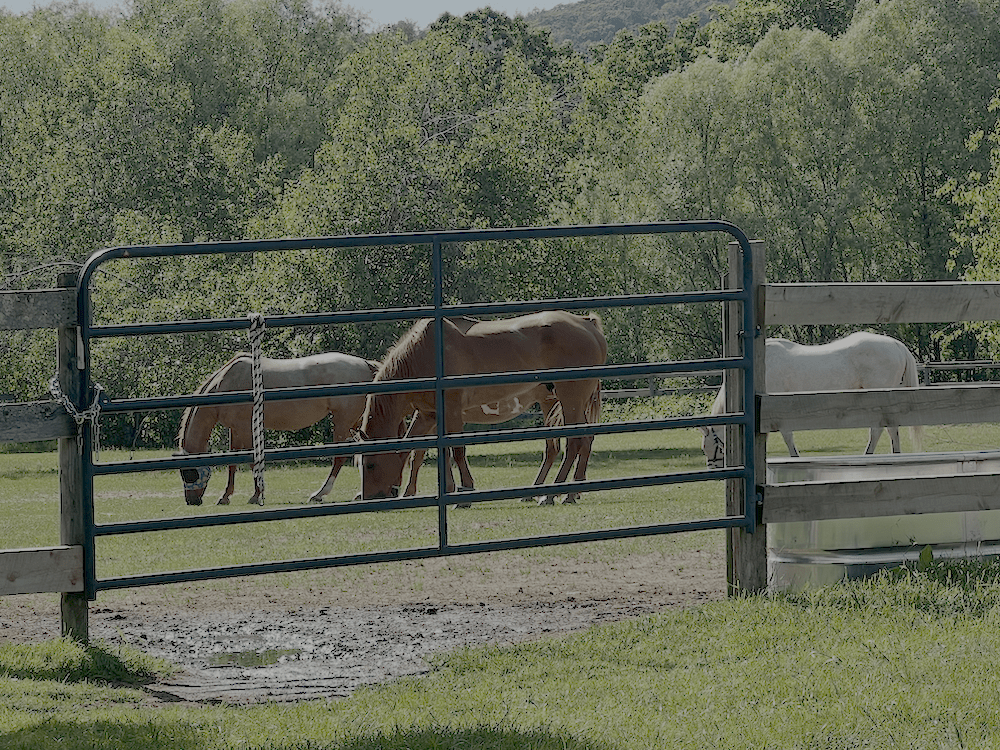 Horses in the Paddock