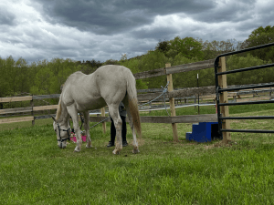 Taking Care of the Horse